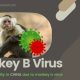 Monkey B Virus1 jpeg